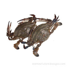 fresh frozen live crab packing